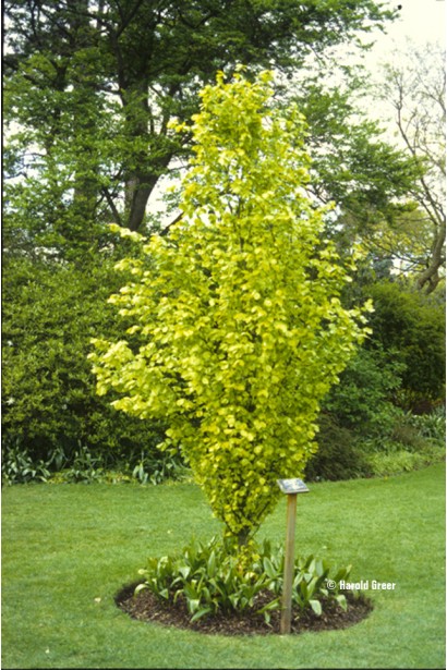 Бук лісовий Девік Голд в ландшафті