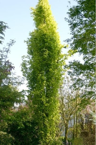 Бук лісовий Девік Голд колоновидне дерево