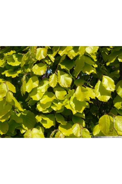 Бук лісовий Девік Голд жовто-зелене листя