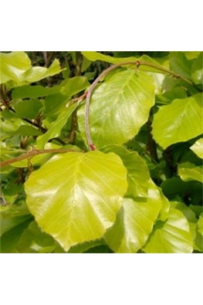 Fagus sylvatica Dawyck Gold 
