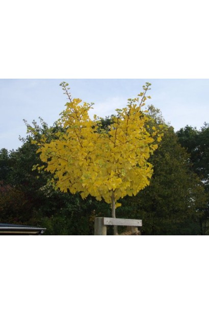 Гінкго білоба Марікен штамбова форма