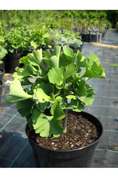 Гінкго дволопатеве Марікен саджанець в горщику