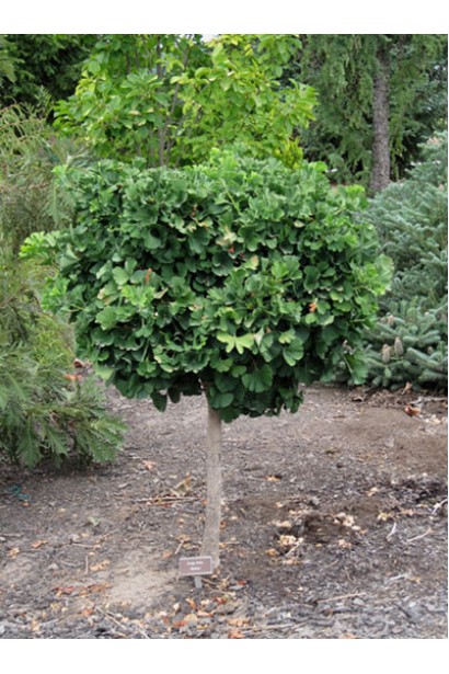 Гінкго Марікен дерево на штамбі 