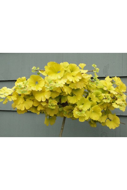 Гінкго Mariken stamb крона