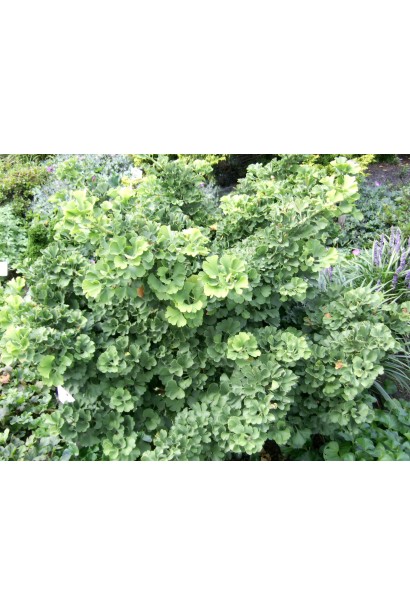 Гінкго Марікен віялоподібне листя