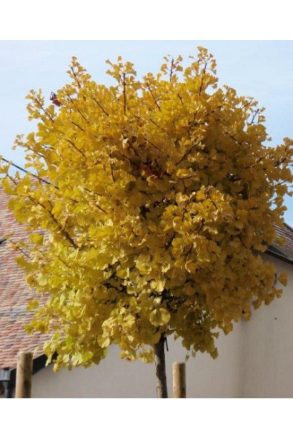 Гінкго Марікен напівшаровидна крона