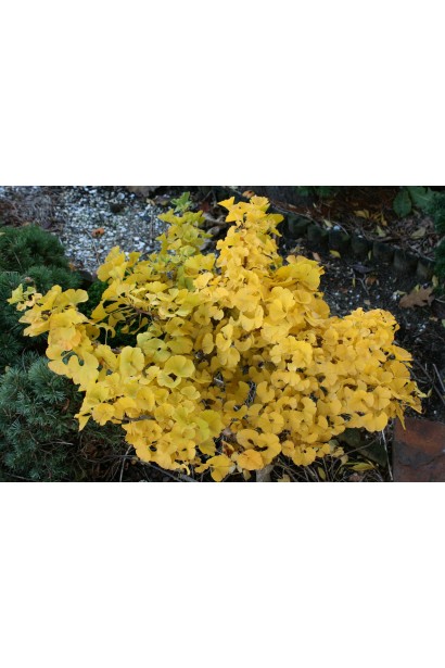 Гінкго Марікен осіннє забарвлення крони