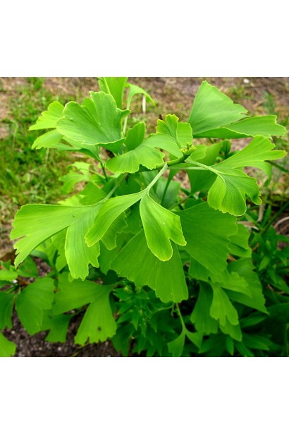 Гінкго Марікен зелене листя