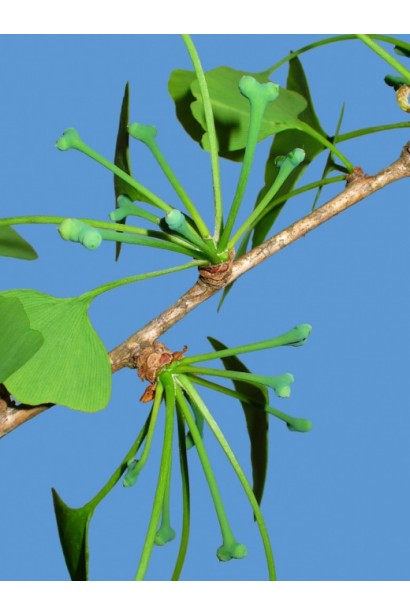 Срібний абрикос