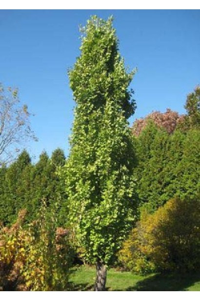 Гінкго Прінстон Сентрі в ландшафті