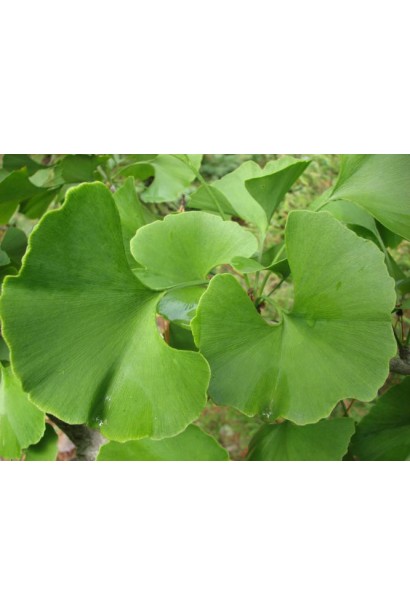 Гінкго Прінстон Сентрі зелене листя