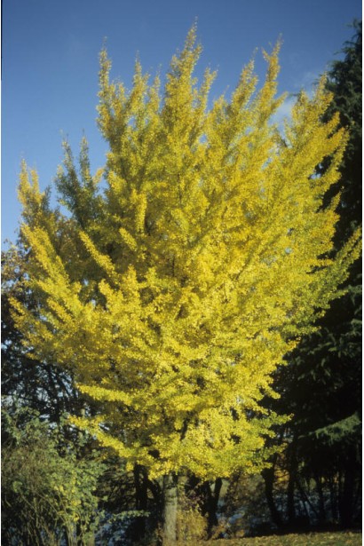 Гінкго biloba Princeton Sentry