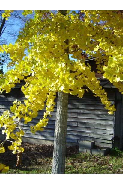 Гінкго дволопатеве Прінстон Сентрі