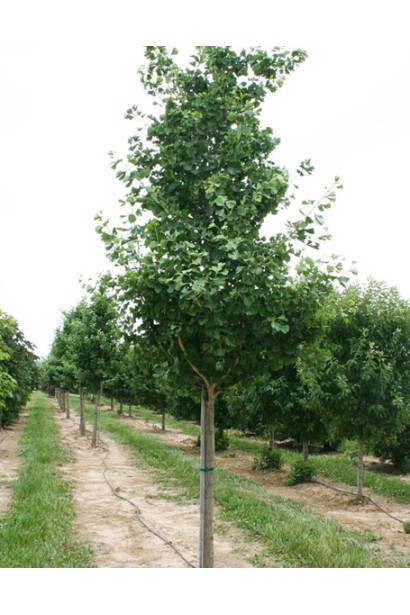 Гінкго Прінстон Сентрі в розсаднику в полі