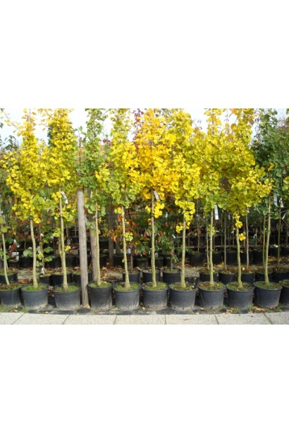 Гінкго Прінстон Сентрі саджанці в контейнері