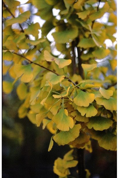 Ginkgo biloba Princeton Sentry