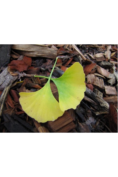 Гінкго Прінстон Сентрі форма листка