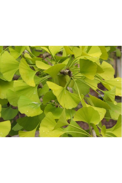 Гінкго Прінстон Сентрі жовте осіннє листя