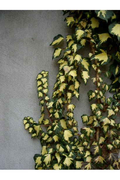 Лиана Голдхарт с яркими желтыми акцентами на листьях.