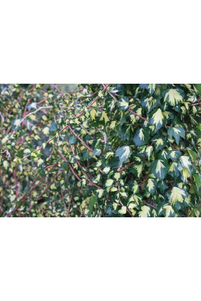 Плющ обыкновенный Голдхарт подходит для озеленения стен и заборов.