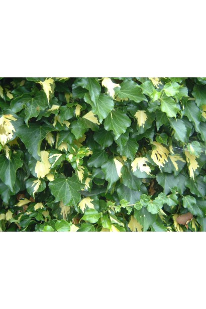 Hedera helix Goldheart создает контрастность в ландшафтном дизайне.