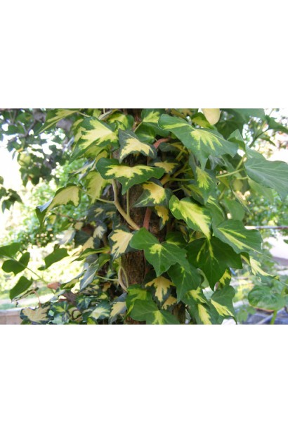 Hedera helix Goldheart