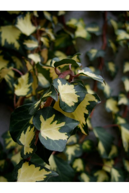 Плющ обыкновенный Голдхарт