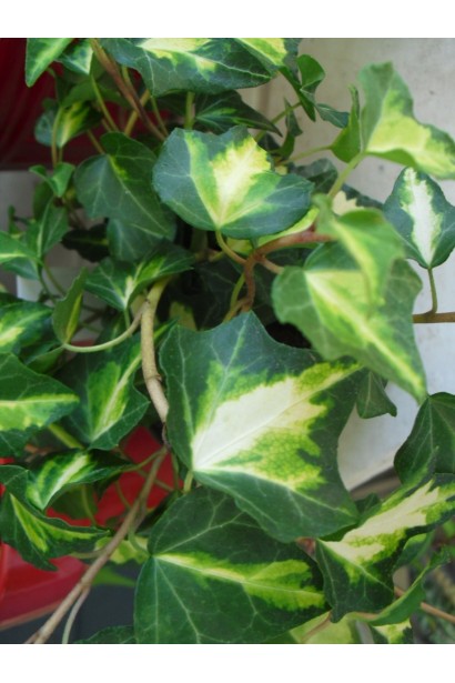 Листья плюща Голдхарта имеют золотистый центр и зеленые края.