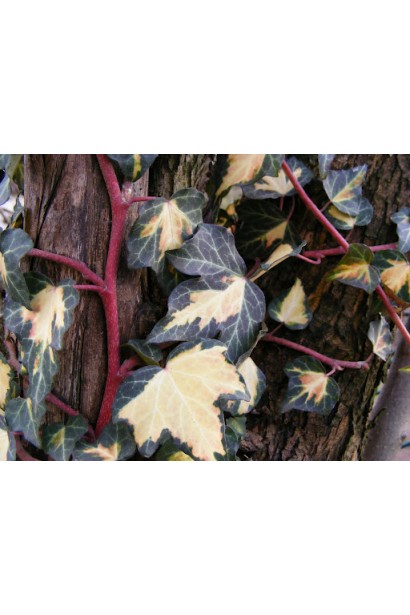 Hedera helix Goldheart