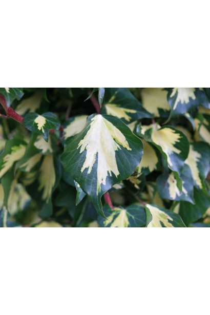 Hedera helix Goldheart с уникальным сердцевидным золотистым узором.