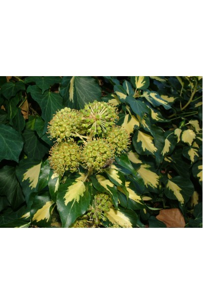 Плющ обыкновенный Голдхарт с яркими желто-зелеными листьями.