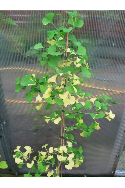 Гінкго білоба Варієгата 