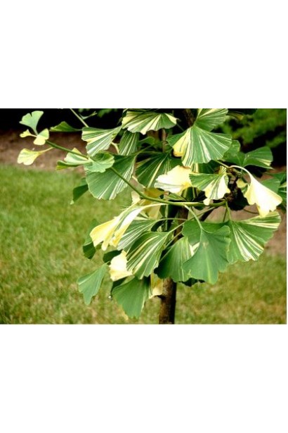 Гінкго дволопатеве Варієгата віялоподібне листя