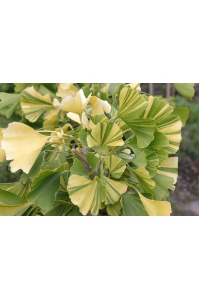 Гінкго Варієгата осіннє листя