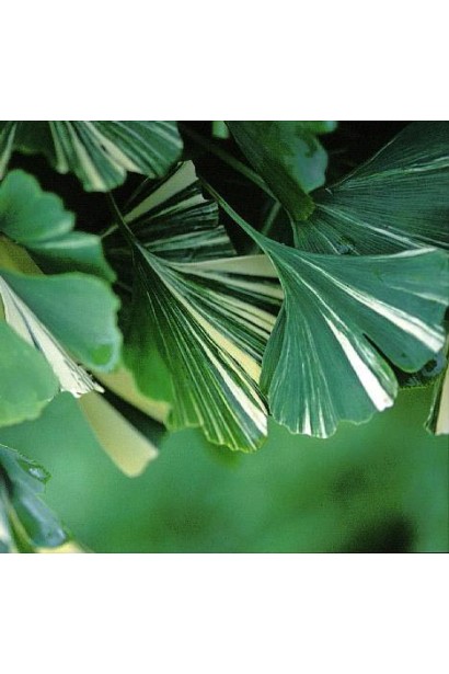 Ginkgo biloba Variegata