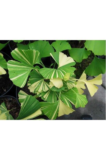 Гінкго дволопатеве Варієгата