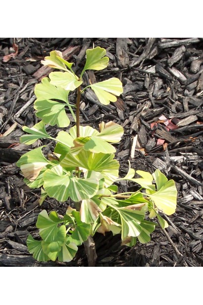 Ginkgo Variegata