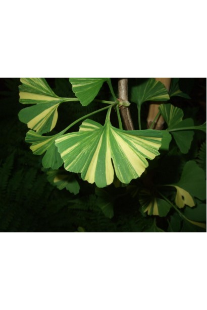 Гінкго Варієгата зелене листя з кремовими смугами