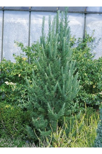 Модрина японська Якобсенс Пірамід