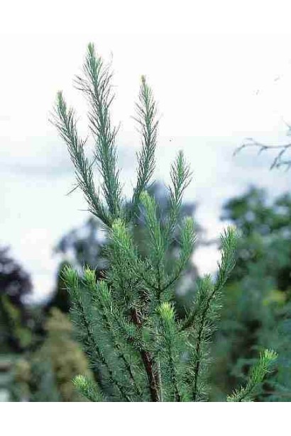 Модрина Якобсен Пірамід вертикальні пагони, що ростуть вгору