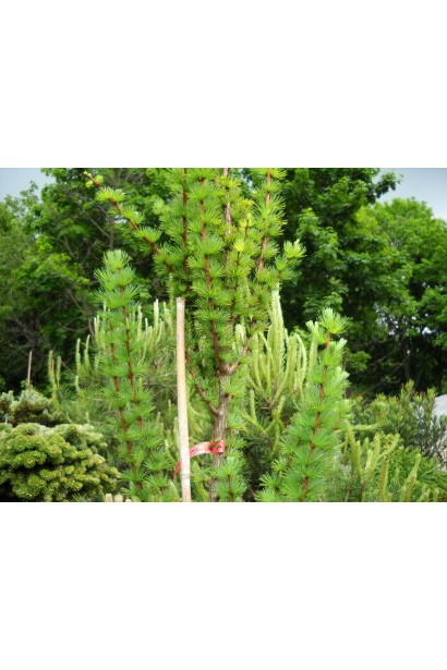 Модрина колоновидна Якобсенс Пірамід