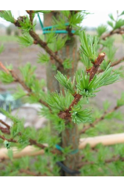 Модрина Якобсенс Пірамід світло-зелена пучкувата хвоя