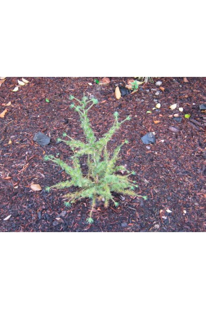 Larix kaempferi Jakobsens Pyramid