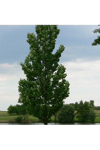 Тюльпанове дерево Фастігіатум