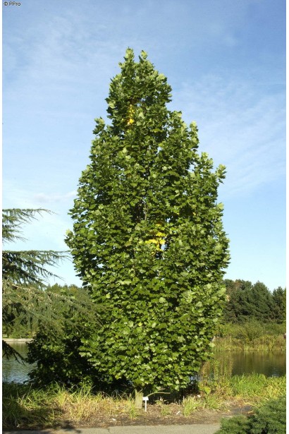 Тюльпанове дерево Фастігіатум з вертикальним ростом.