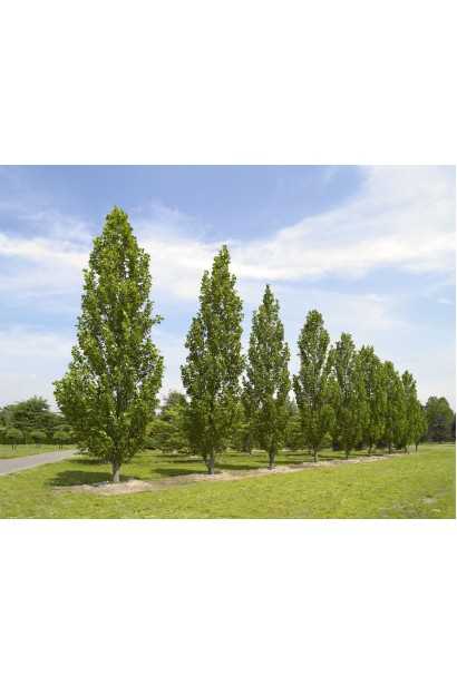 Великі дерева з конусоподібною формою, тюльпанове дерево Фастігіатум.