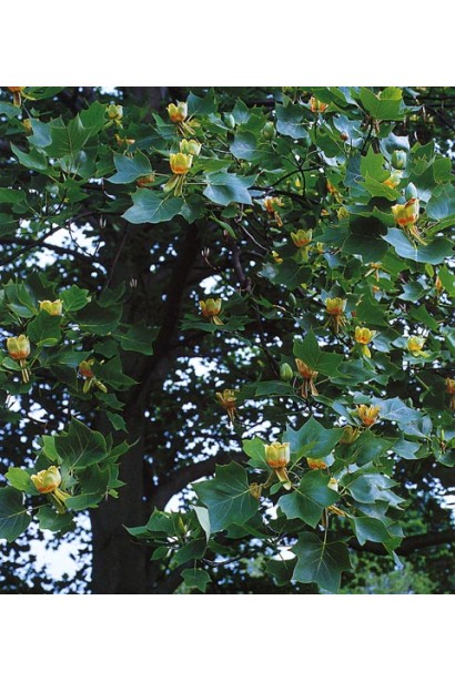 Liriodendron tulipifera Fastigiatum
