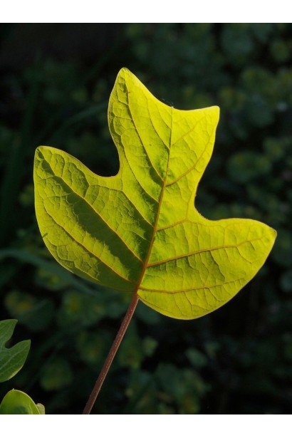 Листя тюльпанового дерева 
