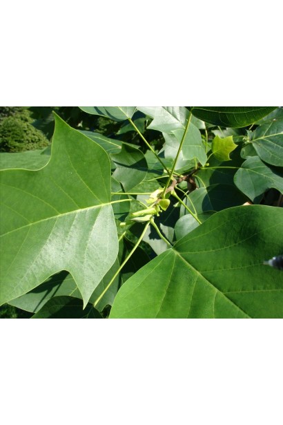 Тюльпанове дерево Фастігіатум