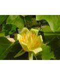 Тюльпанное дерево Fastigiatum | Liriodendron tulipifera Fastigiatum